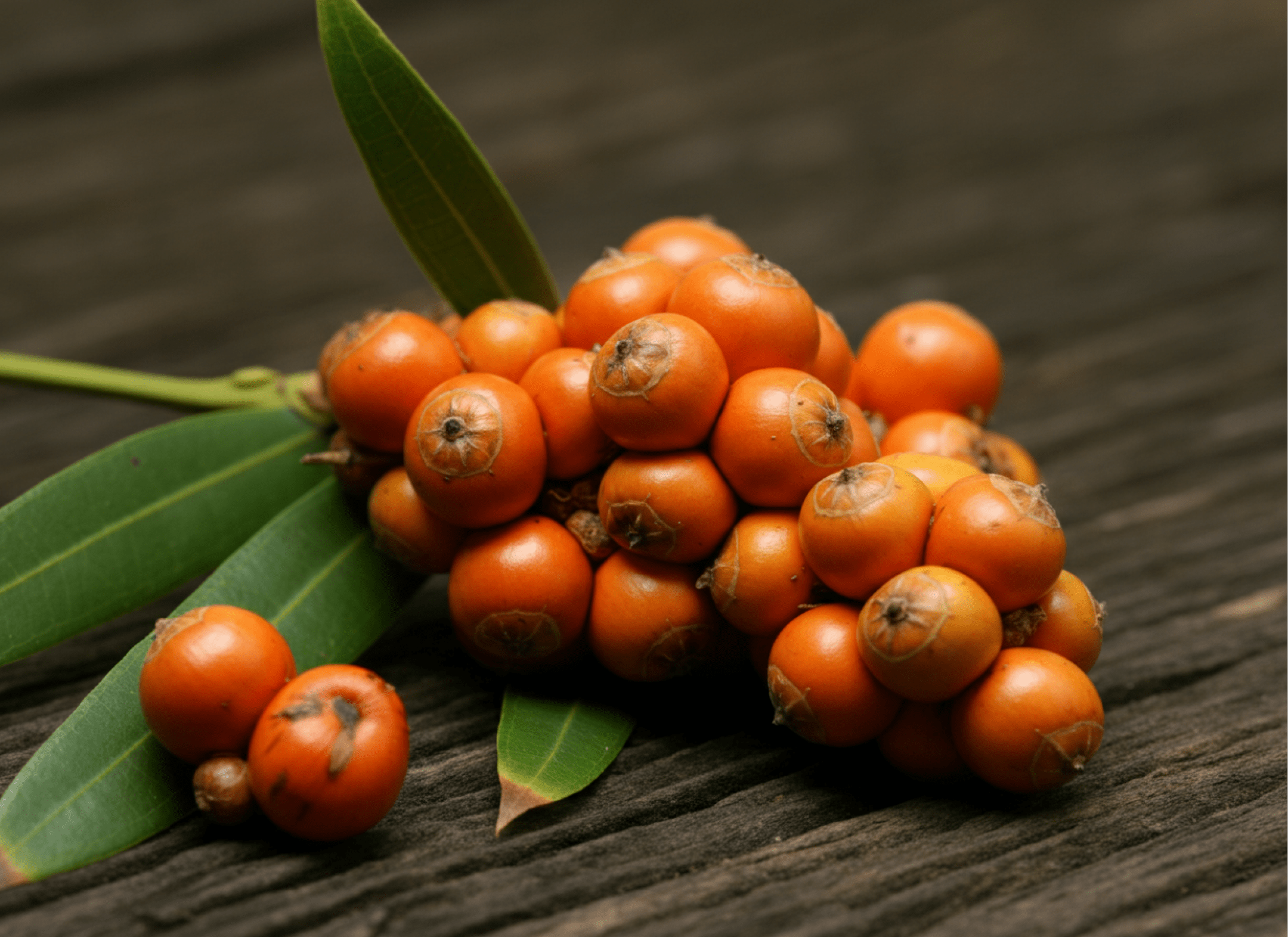 Saw Palmetto
